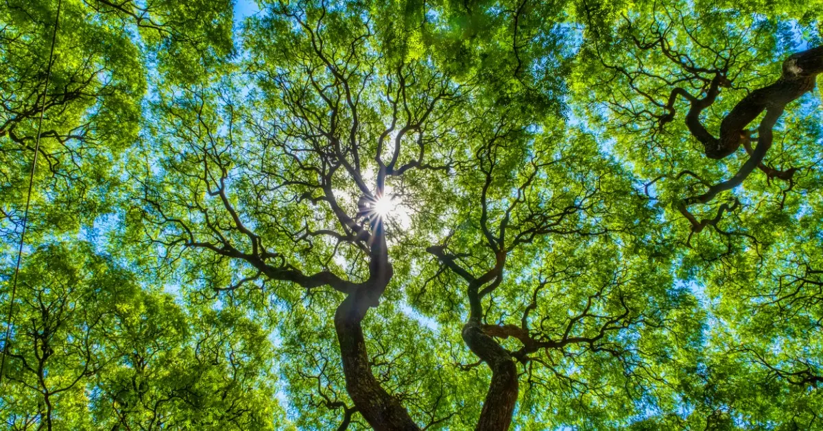 enviromental health center in Dallas