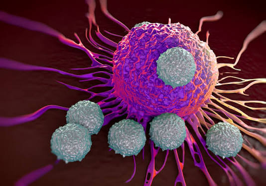 How Does the Immune System Respond to Cancer? A Patient’s Guide